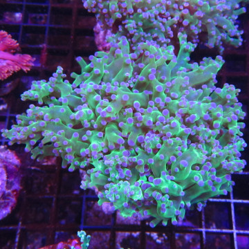 Euphyllia paradivisa vert a pointes mauves  (1 polype)