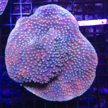 Turbinaria reniformis mauve a polypes jaunes 5-8 cm