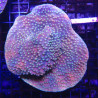Turbinaria reniformis mauve a polypes jaunes 5-8 cm