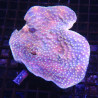 Turbinaria reniformis mauve a polypes jaunes 5-8 cm