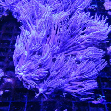 Anthellia longs polypes 5-7 cm