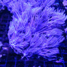 Anthellia Long Poliepen 5-7 cm