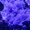 Anthellia Long Poliepen 5-7 cm
