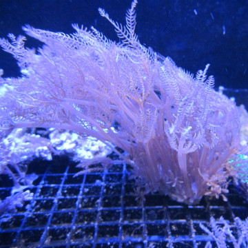 Anthellia longs polypes 5-7 cm