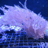 Anthellia longs polypes 5-7 cm