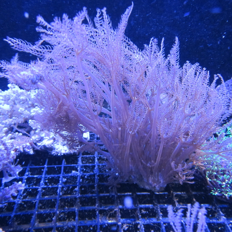 Anthellia longs polypes 5-7 cm