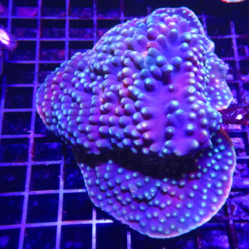Turbinaria reniformis mauve a polypes jaunes 5-8 cm