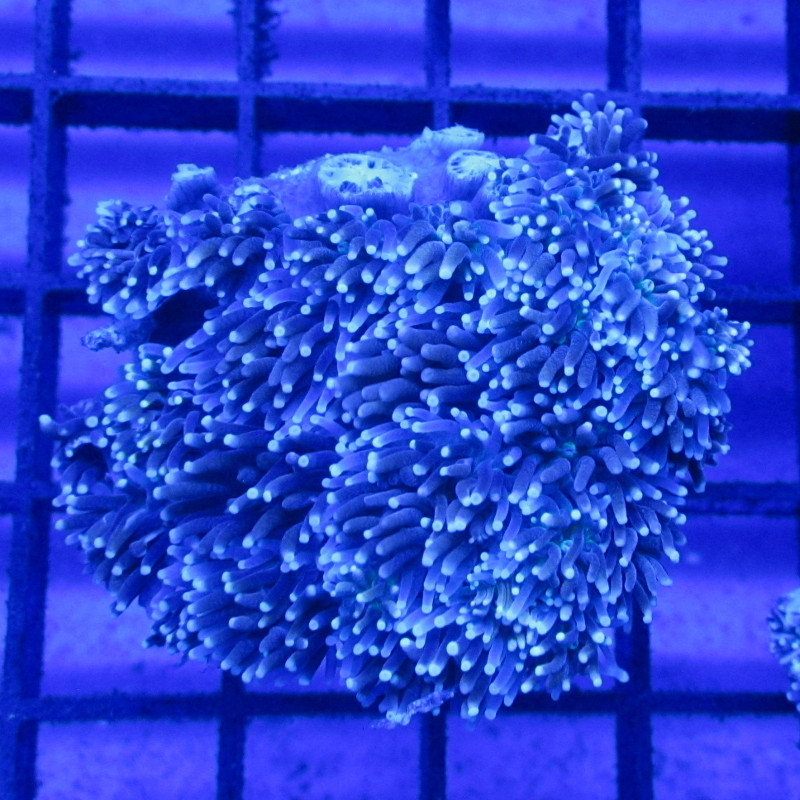 Bouture Galaxea fascicularis