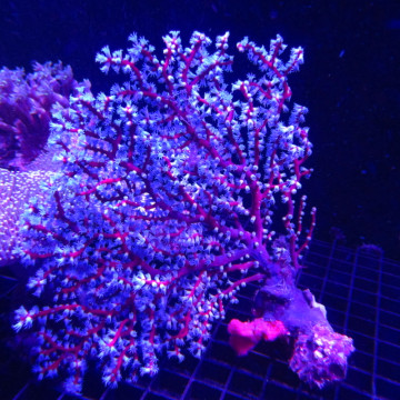 Anthogorgia sp blue sea fan - Acalycigorgia - Gorgone rouge et bleue 12-15 cm
