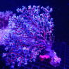 Anthogorgia SP Blue Sea Fan - Acalycigorgia - Rood en blauw Gorgon 12-15 cm
