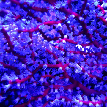 Anthogorgia sp blue sea fan - Acalycigorgia - Gorgone rouge et bleue 12-15 cm