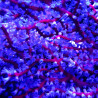 Anthogorgia SP Blue Sea Fan - Acalycigorgia - Rood en blauw Gorgon 12-15 cm