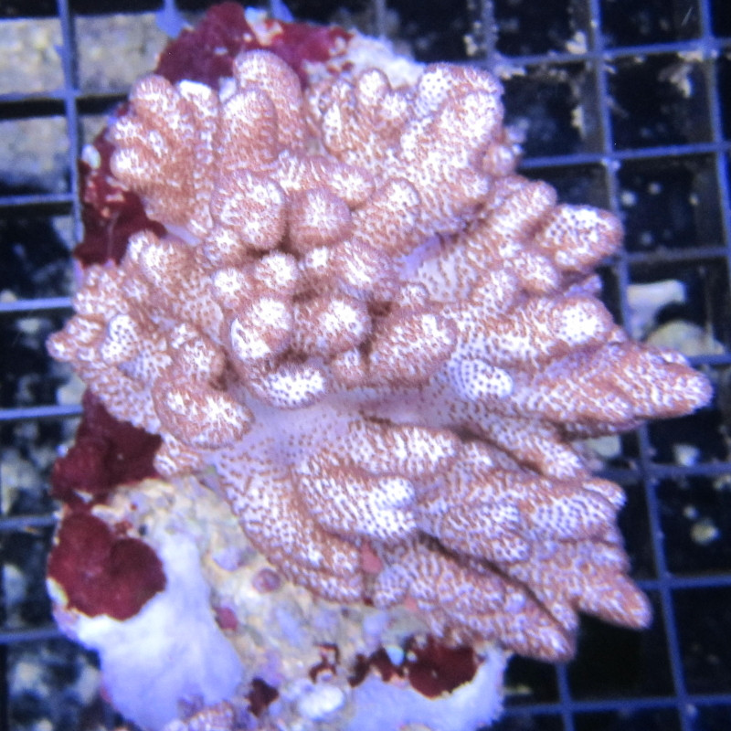 Sinularia Brassica 12-15 cm