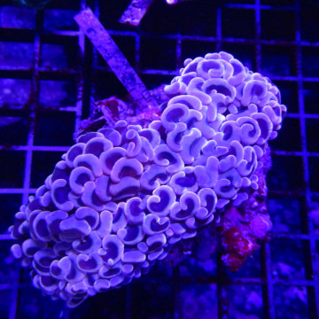 Euphyllia Ancora Orange Select taille 12-14 cm