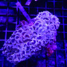 Euphyllia Ancora Orange Select taille 12-14 cm