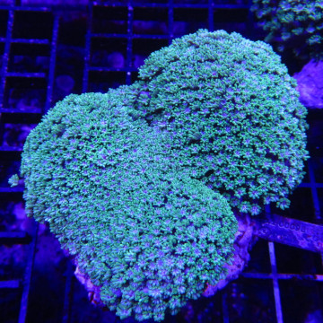 Alveopora vert petits polypes 8-10 cm