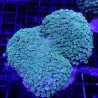 Alveopora vert petits polypes 8-10 cm