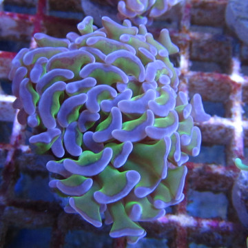 Bouture Euphyllia Ancora vert à pointes mauves