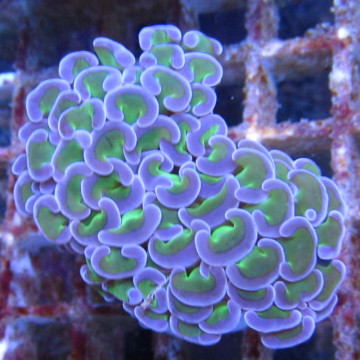 Bouture Euphyllia Ancora vert à pointes mauves