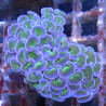 Bouture Euphyllia Ancora vert à pointes mauves