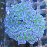 Bouture Euphyllia Ancora vert à pointes mauves