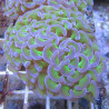 Bouture Euphyllia Ancora vert à pointes mauves