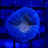 Bouture Lobophyllia bicolor 2 cm