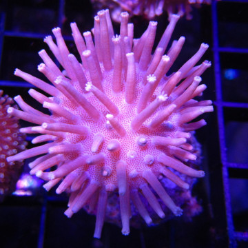 Bouture Sarcophyton à longs polypes