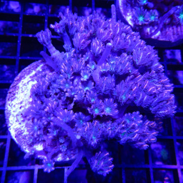 Clavularia Tricolor 5-7 cm