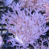 Anthellia longs polypes 5-7 cm