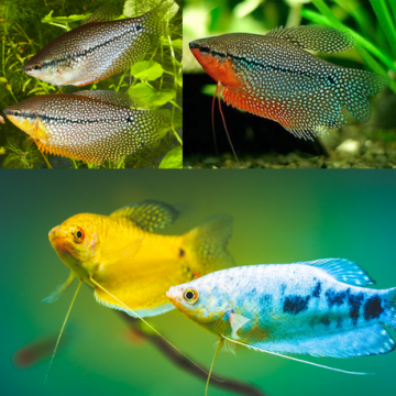 Trichogaster Trichopterus - Gouramis assortis 7-8 cm 