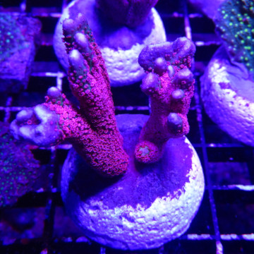 Bouture Montiora Samarensis "Forest fire" 5-7 cm