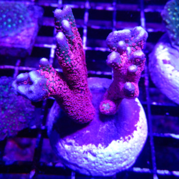 Bouture Montiora Samarensis "Forest fire" 5-7 cm