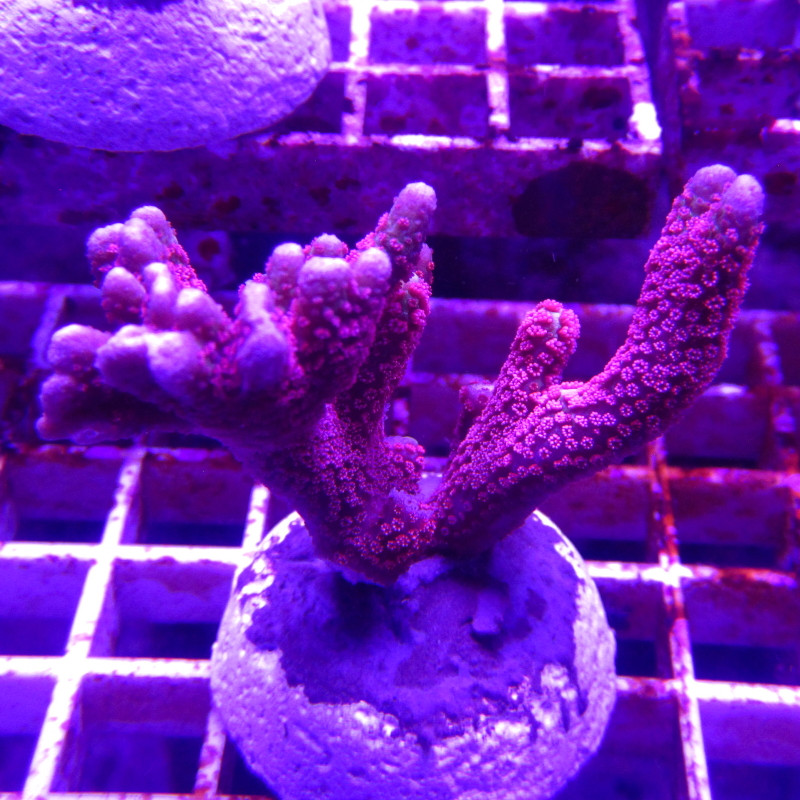 Bouture Montiora Samarensis "Forest fire" 5-7 cm