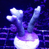 Bouture Montipora Digitata à polypes bleus 27,50 €