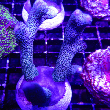 Bouture Montipora Digitata à polypes bleus 27,50 €