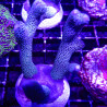 Bouture Montipora Digitata à polypes bleus 27,50 €