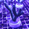 Bouture Montipora Digitata à polypes bleus 27,50 €