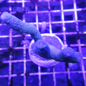 Bouture Montipora Digitata à polypes bleus 27,50 €