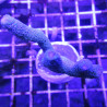 Bouture Montipora Digitata à polypes bleus 27,50 €
