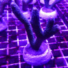 Bouture Montipora Digitata à polypes bleus 27,50 €