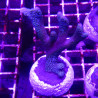 Bouture Montipora Digitata à polypes bleus 27,50 €