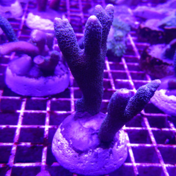 Bouture Montipora Digitata à polypes bleus 27,50 €