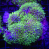 Pachyclavularia violacea vert coeur blanc 7-9 cm