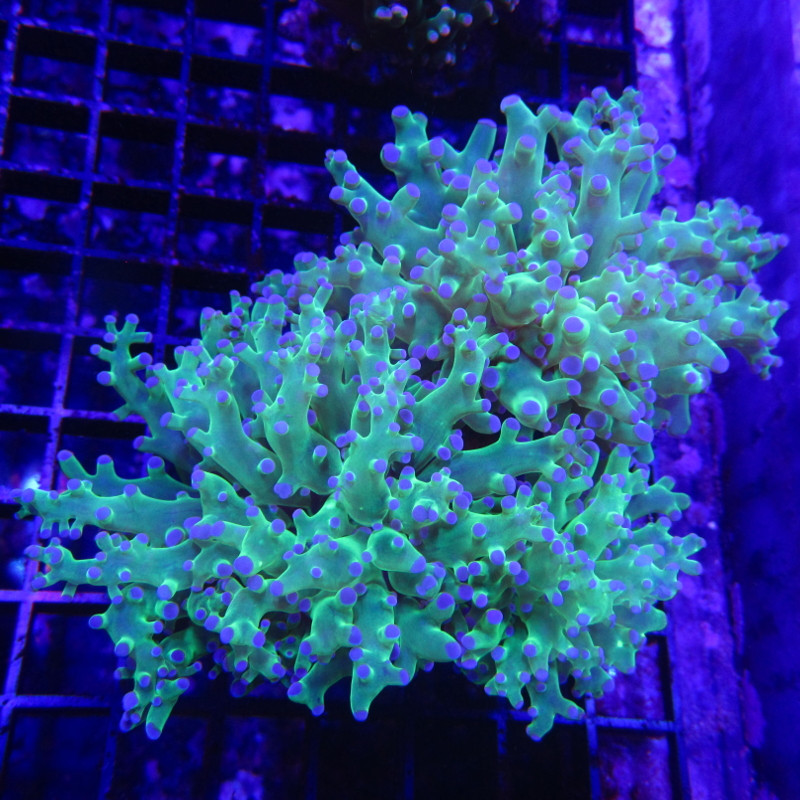 Euphyllia paradivisa vert a pointes mauves  (1 polype)