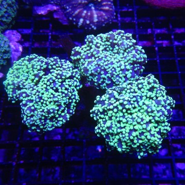 Euphyllia Yaeyamaensis Indo culture 3-4 polypes