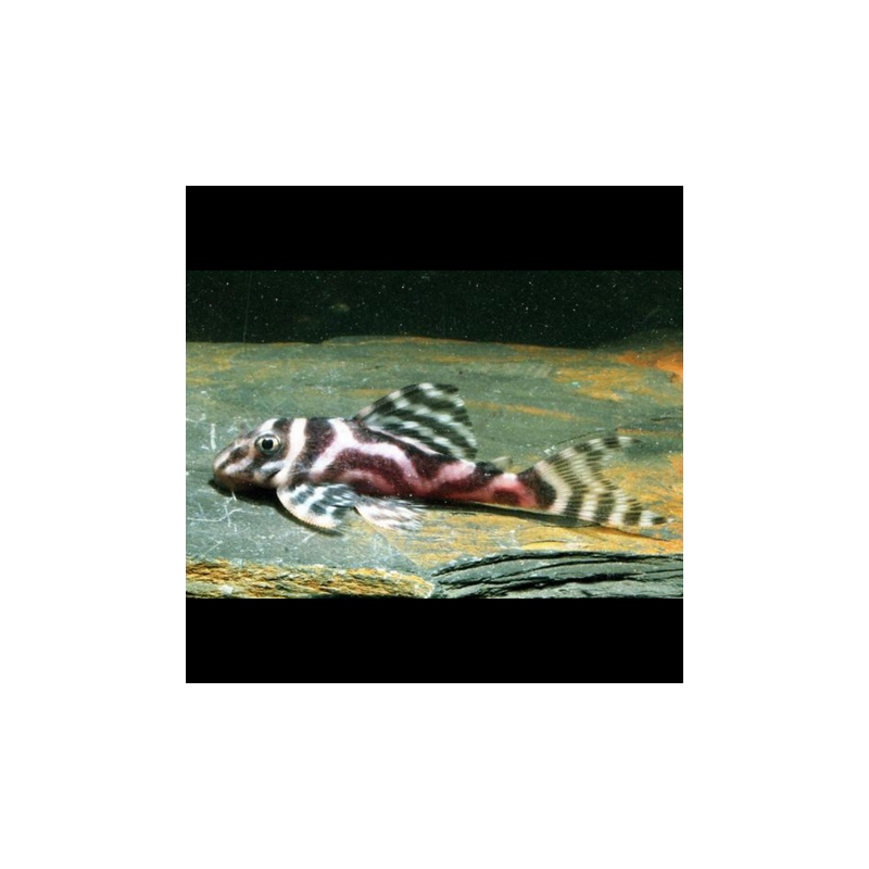 Hypancistrus sp. L173 B 3-4 cm