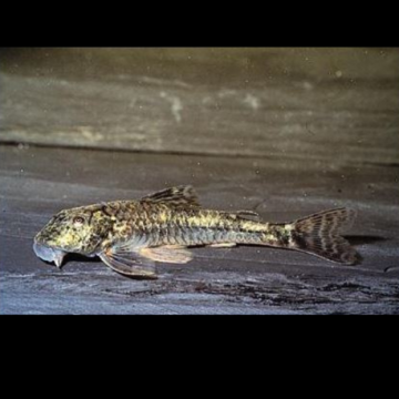 Parotocinclus Jumbo LDA025 3 cm