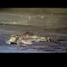 Parotocinclus Jumbo LDA025 3 cm