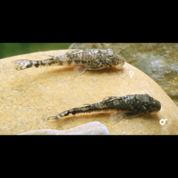 Parotocinclus Jumbo LDA025 3 cm